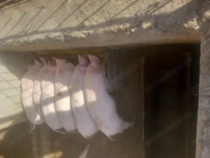 Purcei de vânzare vaccinați și deparazitati - imagine 2