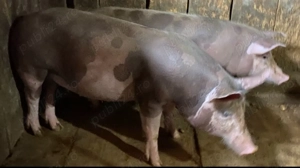 Porci Pietrain Vicovu de Sus Bivolarie 