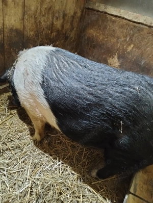 Vând porc bazna - imagine 2