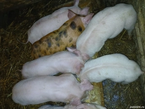 vand purcei - imagine 4