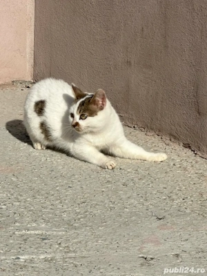 pisici adoptie - imagine 5
