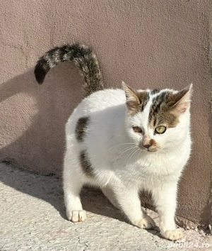 pisici adoptie - imagine 4