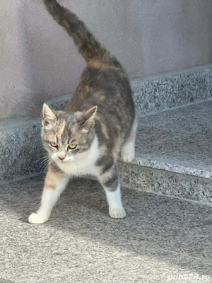 pisici adoptie - imagine 3