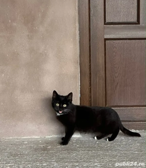 pisici adoptie - imagine 2