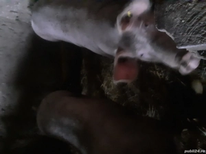 Vand porci rasa Petrean 100% 200kg - imagine 2