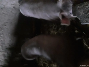 Vand porci rasa Petrean 100% 200kg - imagine 3