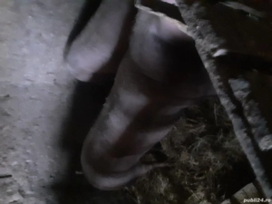 Vand porci rasa Petrean 100% 200kg