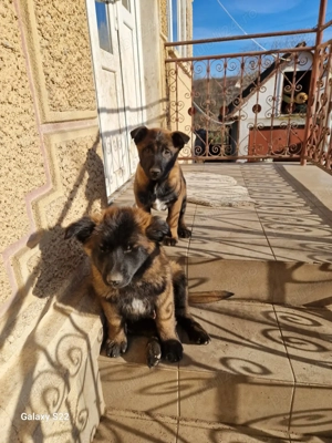 Belgian Malinois rasa pura - imagine 2