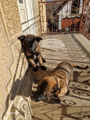 Belgian Malinois rasa pura