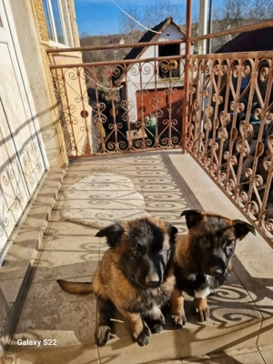 Belgian Malinois rasa pura - imagine 3