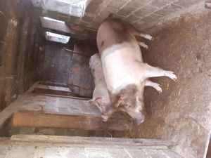 Vand porci - imagine 2