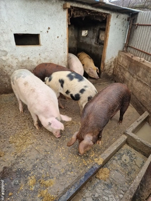 Vând porci ! - imagine 3
