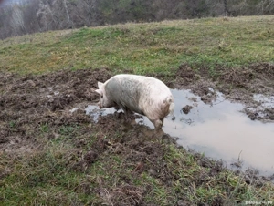 porci de vanzare, 