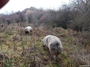 porci de vanzare,  - imagine 2