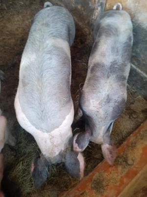 Porc bazna cu Petrean , super preț 