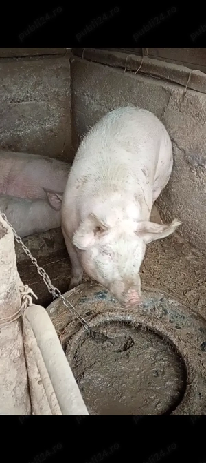 Porci de vânzare  - imagine 4