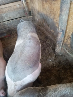 Porc bazna cu Petrean , super preț  - imagine 2