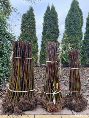 Portaltoi - Puieti - Material saditor - imagine 5