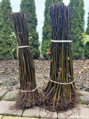 Portaltoi - Puieti - Material saditor