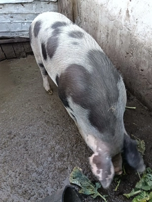 Vând porc landrace cu pietrean  - imagine 2