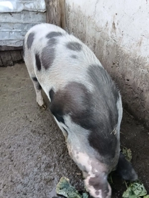 Vând porc landrace cu pietrean  - imagine 5
