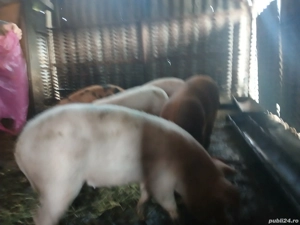 vand purcei - imagine 2