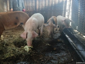 vand purcei - imagine 3