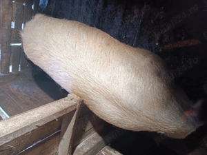 Vier pt monta peste 210 kg la pret de 2300 ron - imagine 2