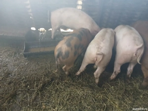 vand purcei - imagine 4