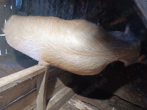 Vier pt monta peste 210 kg la pret de 2300 ron - imagine 3