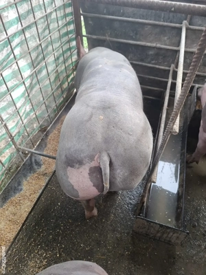 porci pt sarbatori 100kg