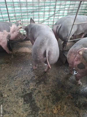 porci pt sarbatori 100kg - imagine 2