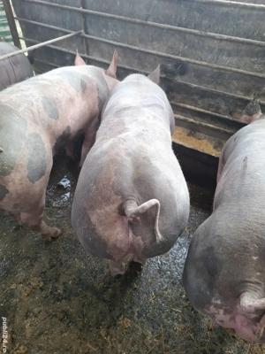 porci pt sarbatori 100kg - imagine 3