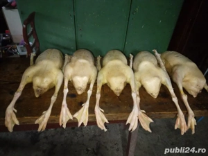 gasca   carne de gasca 