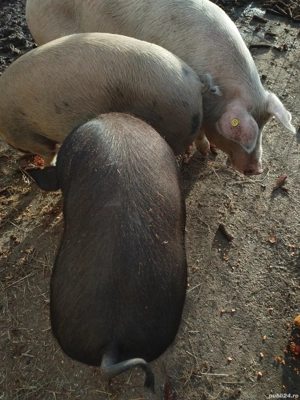 porci de vanzare