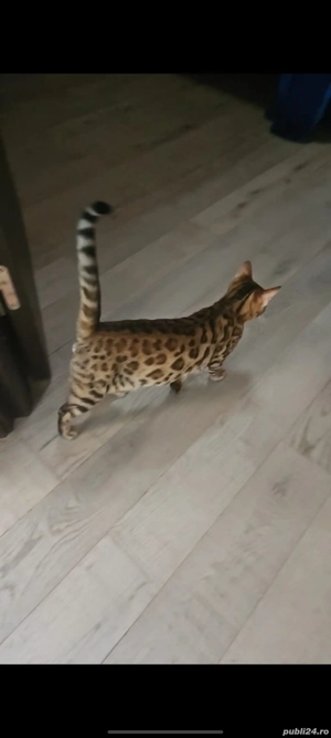 piscina bengal bengaleza  - imagine 3