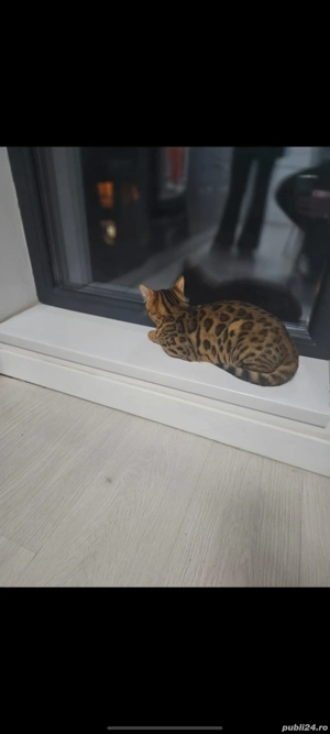 piscina bengal bengaleza  - imagine 2