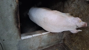 Porc rasa pietrean cu landras - imagine 3