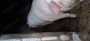 Porc rasa pietrean cu landras - imagine 2