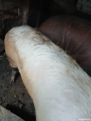 vand porc duroc - imagine 5