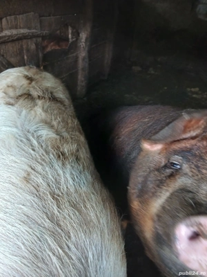 vand porc duroc - imagine 4