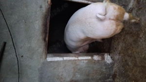 Porc rasa pietrean cu landras - imagine 4