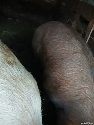 vand porc duroc - imagine 3