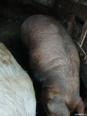 vand porc duroc - imagine 2