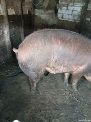 vand porc duroc