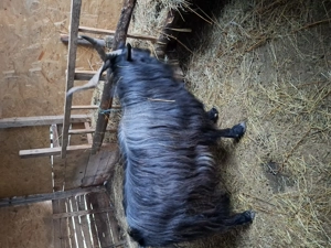 Vând țap carpatin  - imagine 2