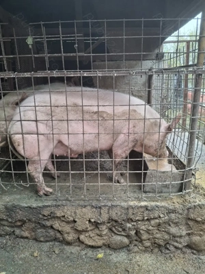 Porc  disponibil - imagine 2