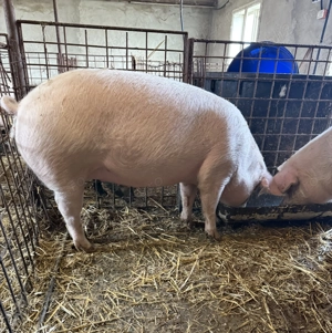 De vânzare , toate marimile