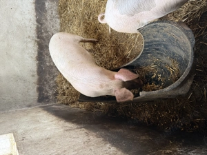 De vânzare , toate marimile - imagine 2