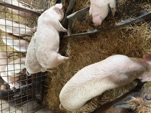 De vânzare , toate marimile - imagine 3